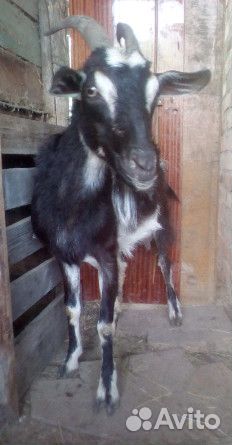 Продаю козу купить на Зозу.ру - фотография № 5