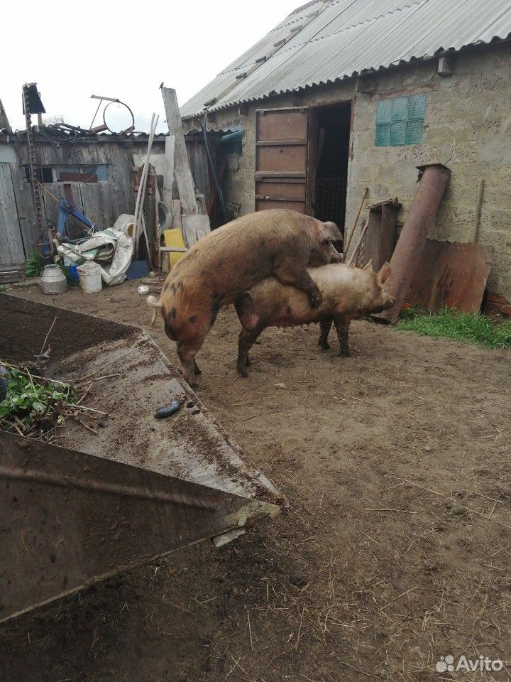 Свинки на племя купить на Зозу.ру - фотография № 1