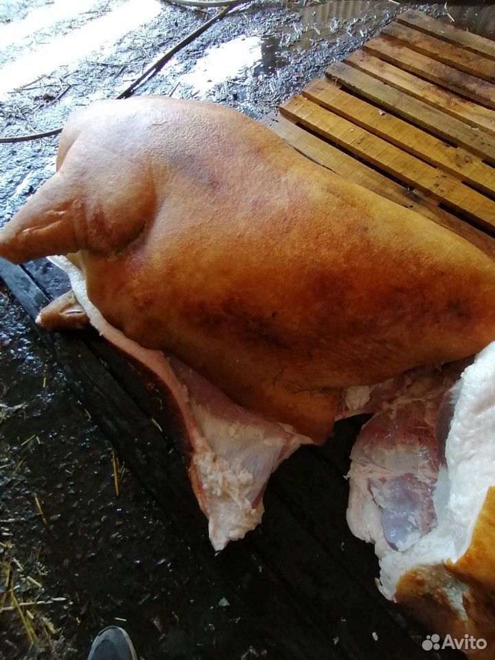 Домашняя свинина купить на Зозу.ру - фотография № 2