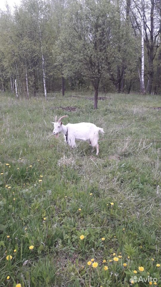 Дойная коза купить на Зозу.ру - фотография № 2
