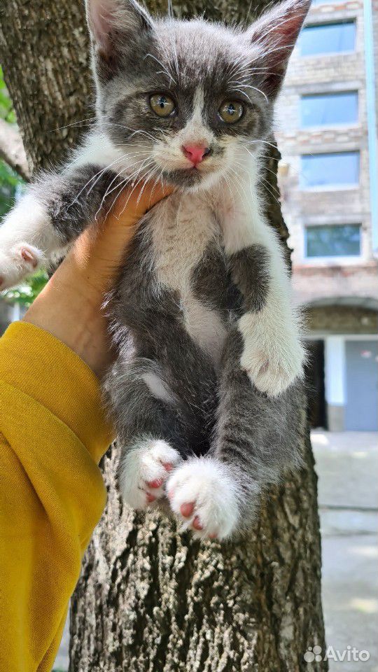 Котенок, полубританец В добрые руки купить на Зозу.ру - фотография № 1