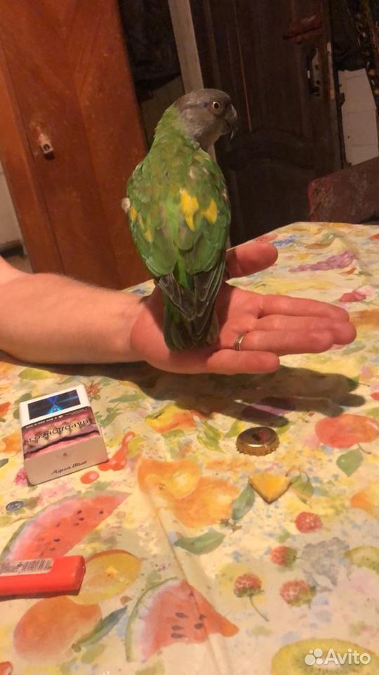 Сенегальский попугай купить на Зозу.ру - фотография № 2