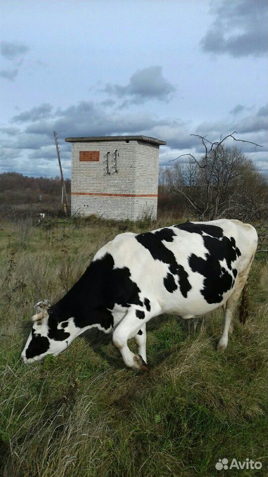 Коровы купить на Зозу.ру - фотография № 2