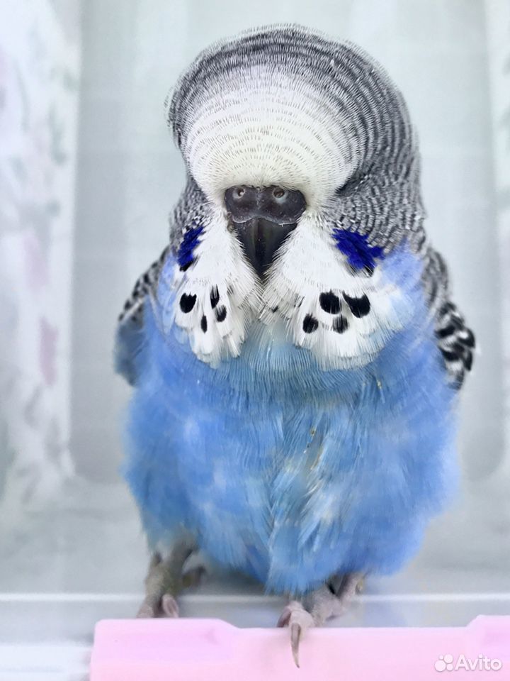 Ввп Чех птенец выставочный волнистый попугай купить на Зозу.ру - фотография № 1