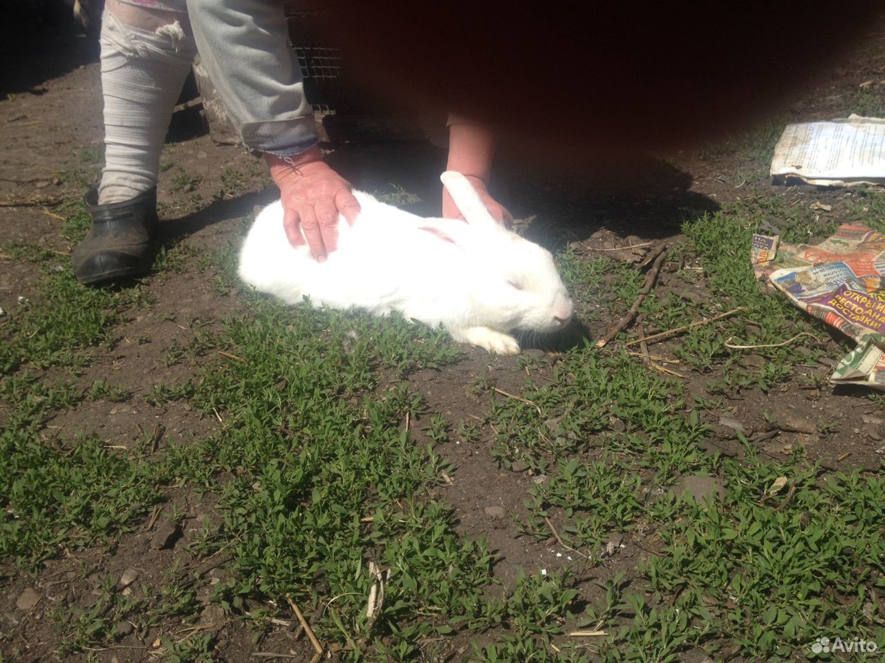 Кролик-производитель Белый паннон и крольчата купить на Зозу.ру - фотография № 1