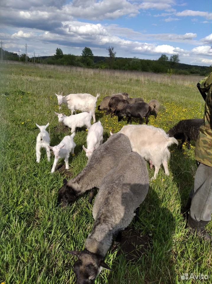 Овцы, ягнята купить на Зозу.ру - фотография № 1