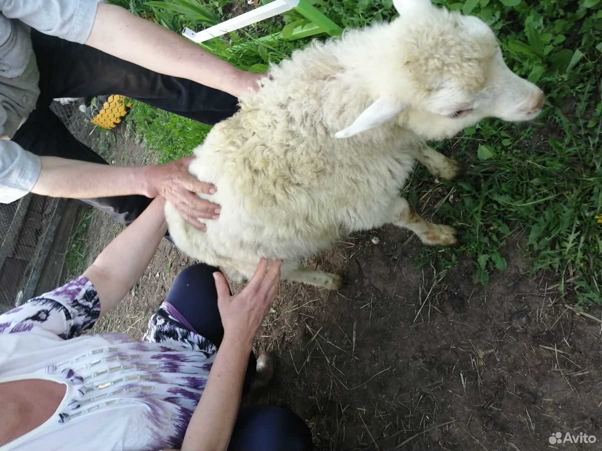 Продам овцу 2 месяца порода романова купить на Зозу.ру - фотография № 1