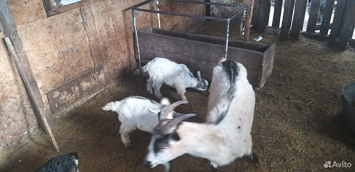 Продам козы купить на Зозу.ру - фотография № 1
