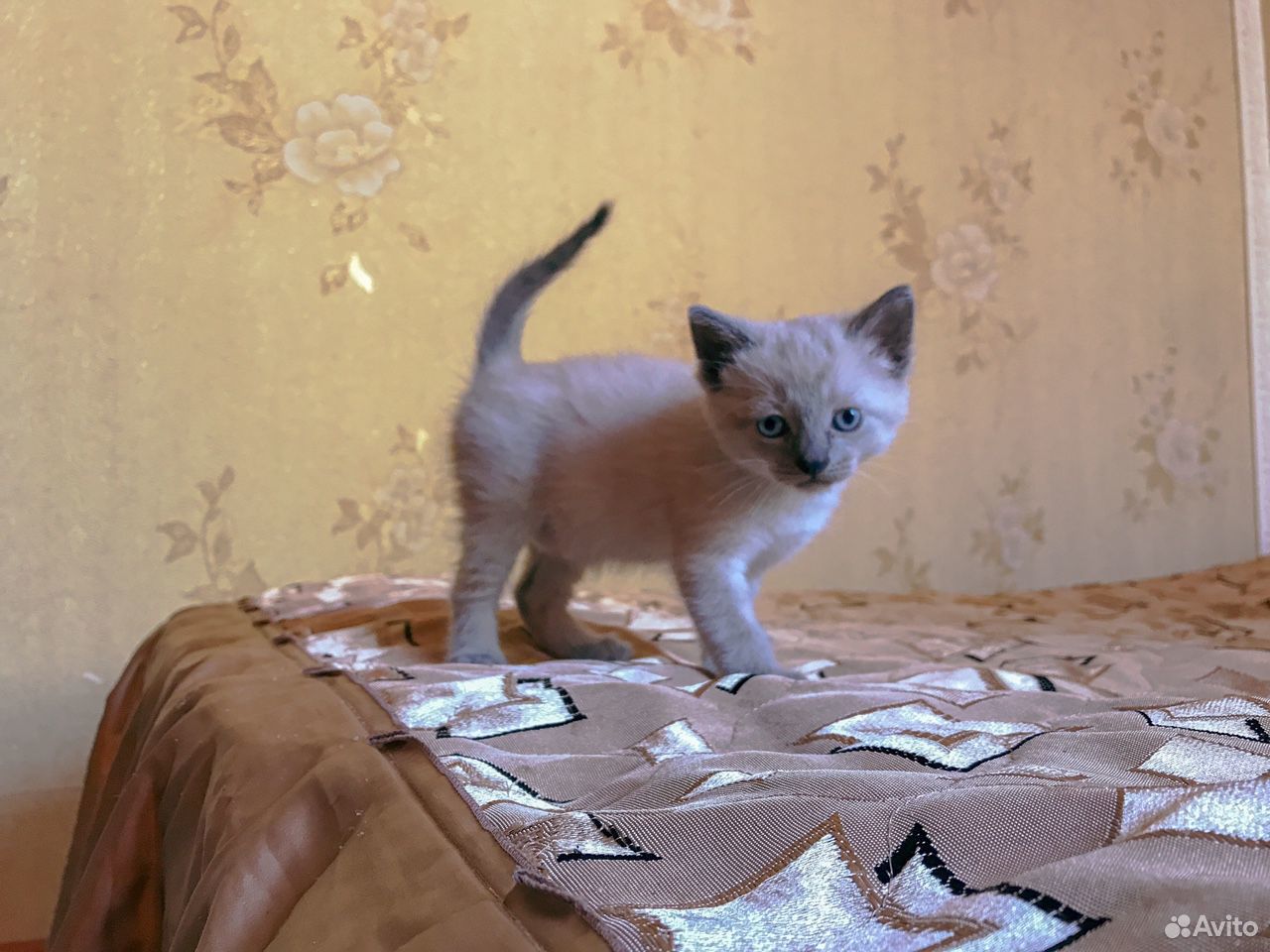 Котёнок сиамский (кошечка) купить на Зозу.ру - фотография № 1