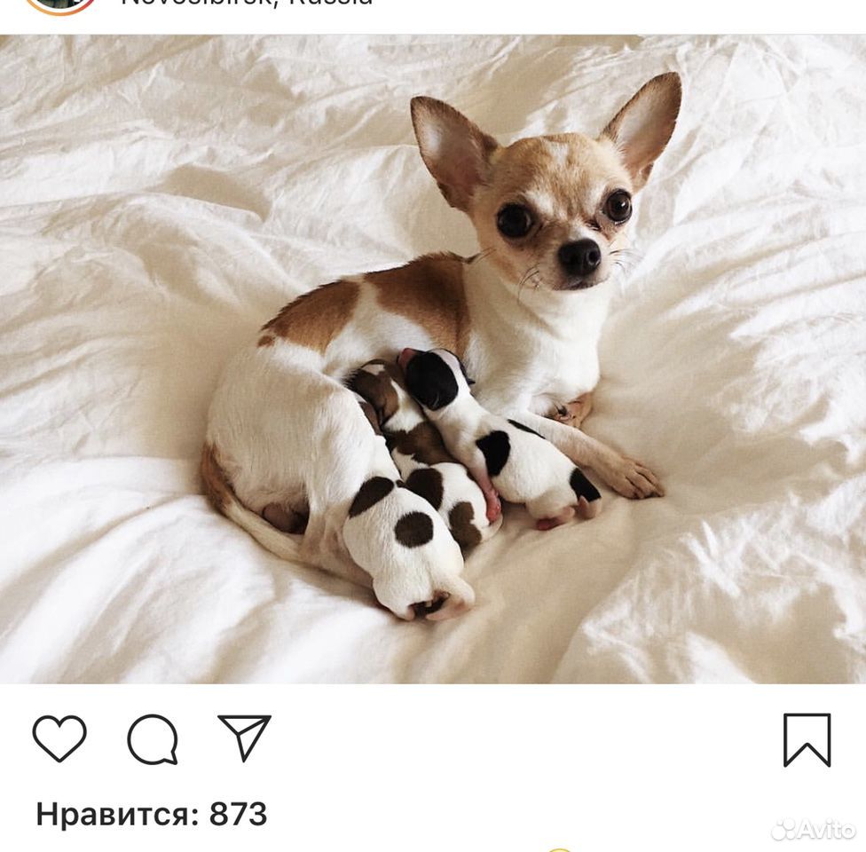 чихуахуа для вязок. кобель чихуахуа вязка изабелловый. чихуахуа для вязок. вязка чихуахуа.