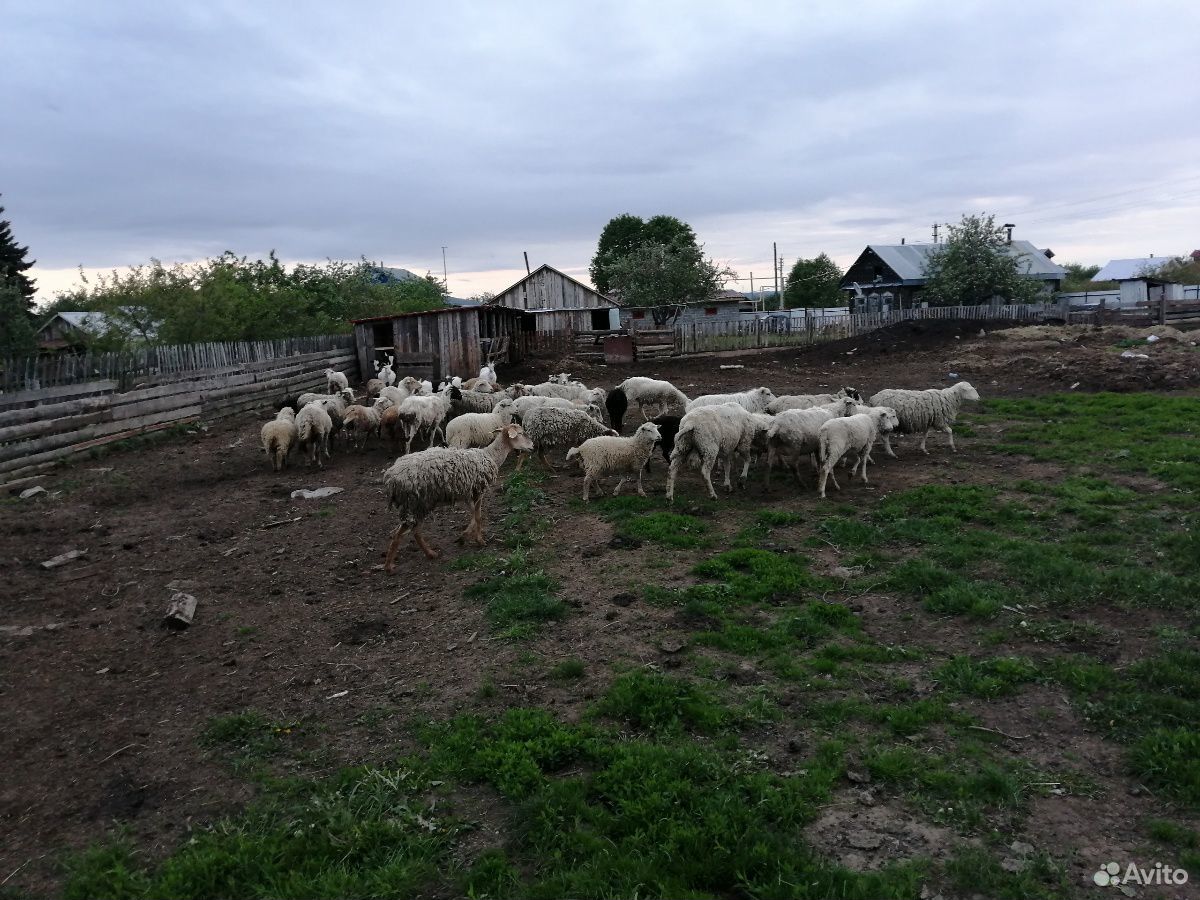 Овцы, тёлки, телята купить на Зозу.ру - фотография № 5