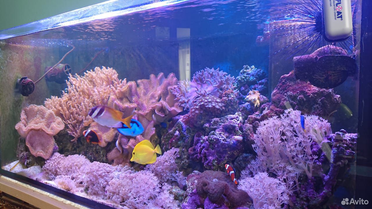 Морской рифовый аквариум купить на Зозу.ру - фотография № 1