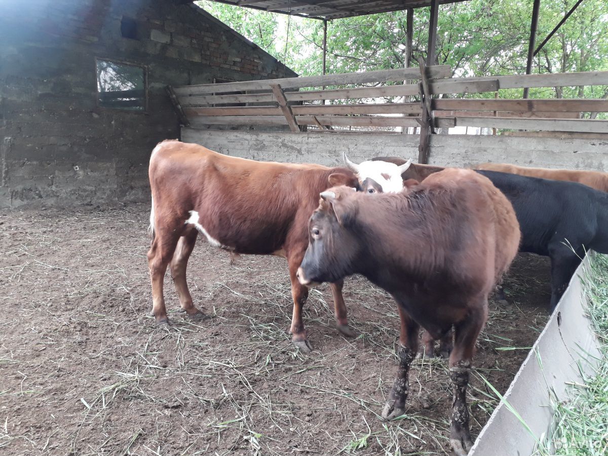 Годовалые бычки купить на Зозу.ру - фотография № 4