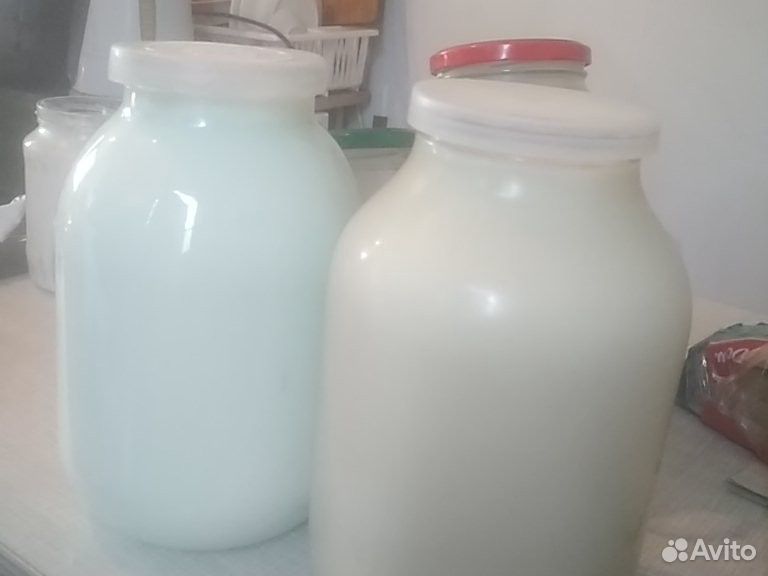 Молоко козье,сыр домашний купить на Зозу.ру - фотография № 1