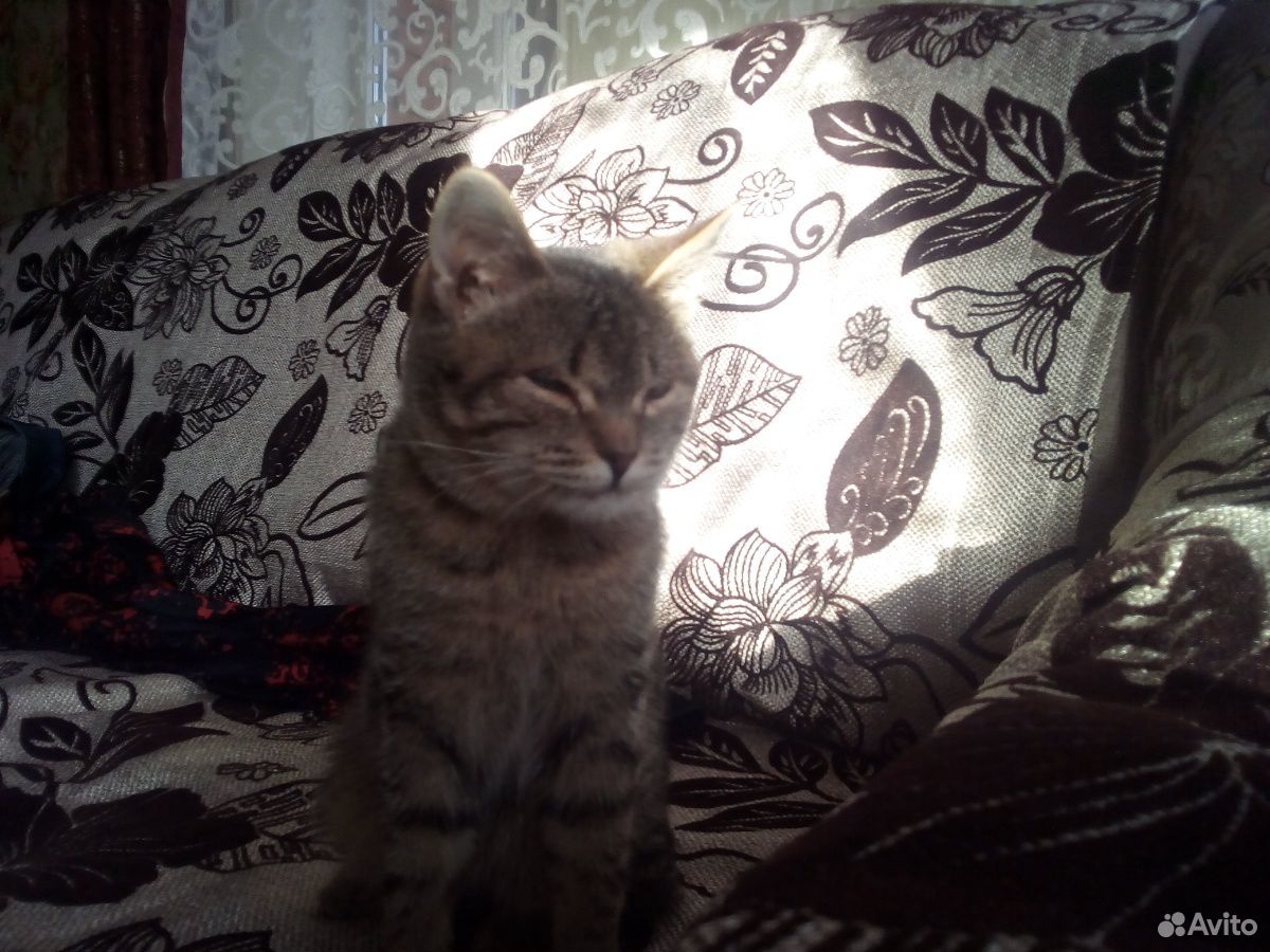 Кошечка, 1 год купить на Зозу.ру - фотография № 2