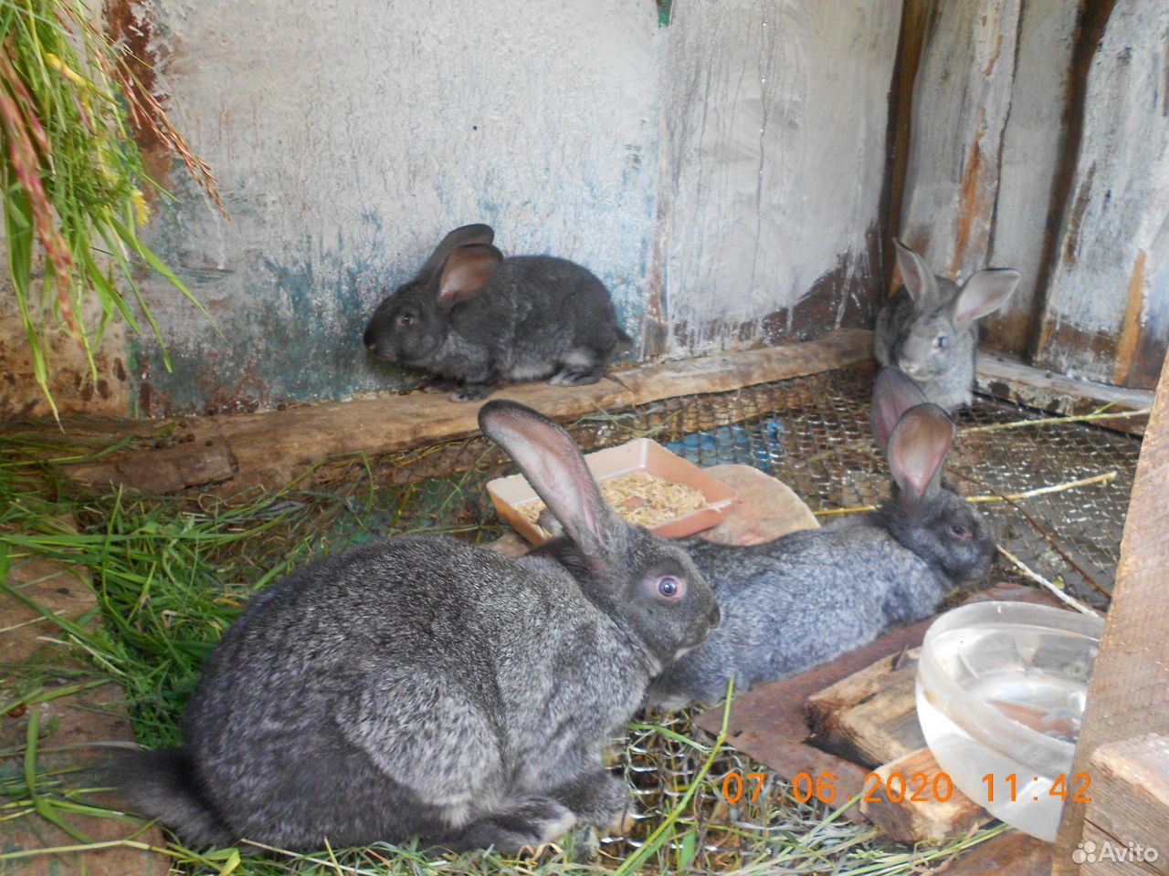 Кролики породы Фландер(великан) купить на Зозу.ру - фотография № 3