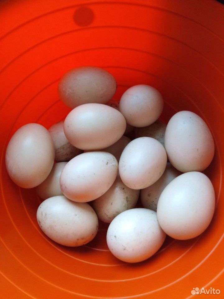 Яйцо индоутки инкубационное купить на Зозу.ру - фотография № 2