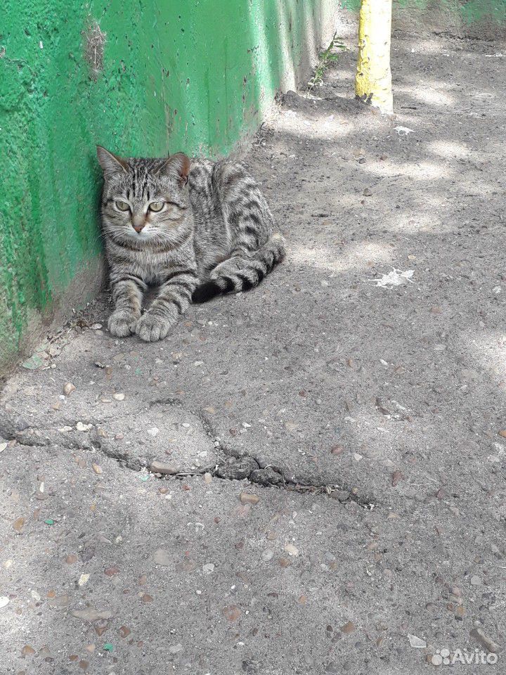 Котик купить на Зозу.ру - фотография № 2