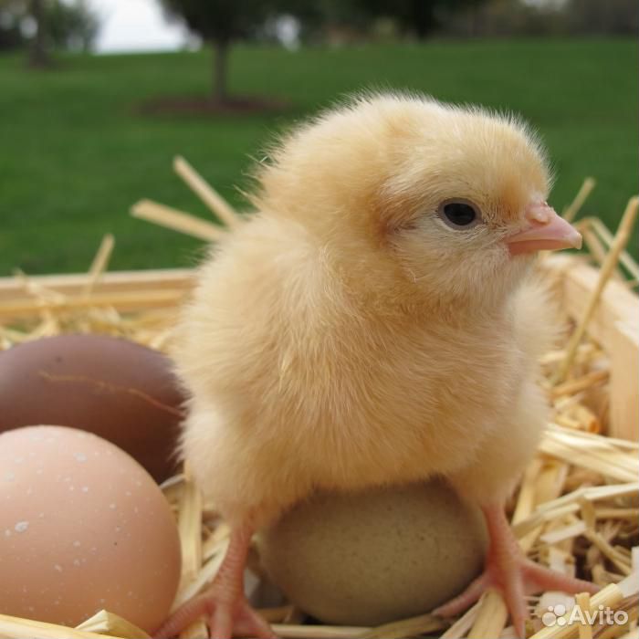 Наседка Ломан Браун выседит 10 и более цыплят купить на Зозу.ру - фотография № 1