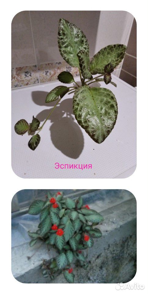 Домашние цветы купить на Зозу.ру - фотография № 4