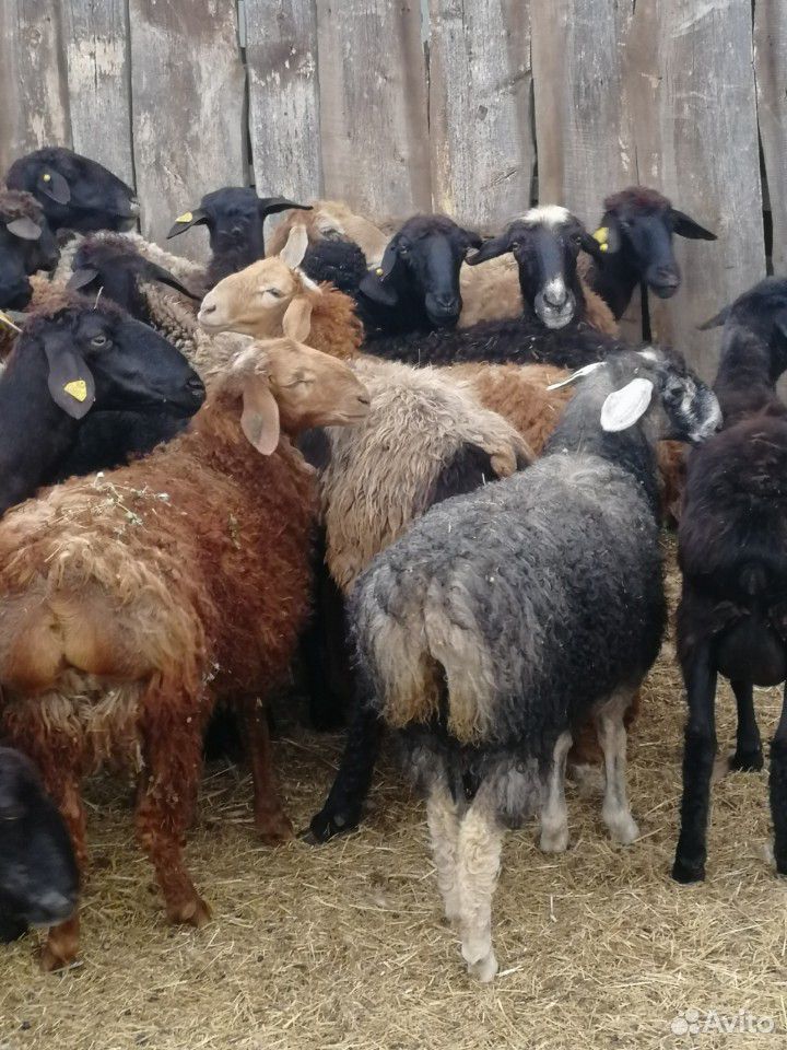 Овцы, ярки, баранчики купить на Зозу.ру - фотография № 2