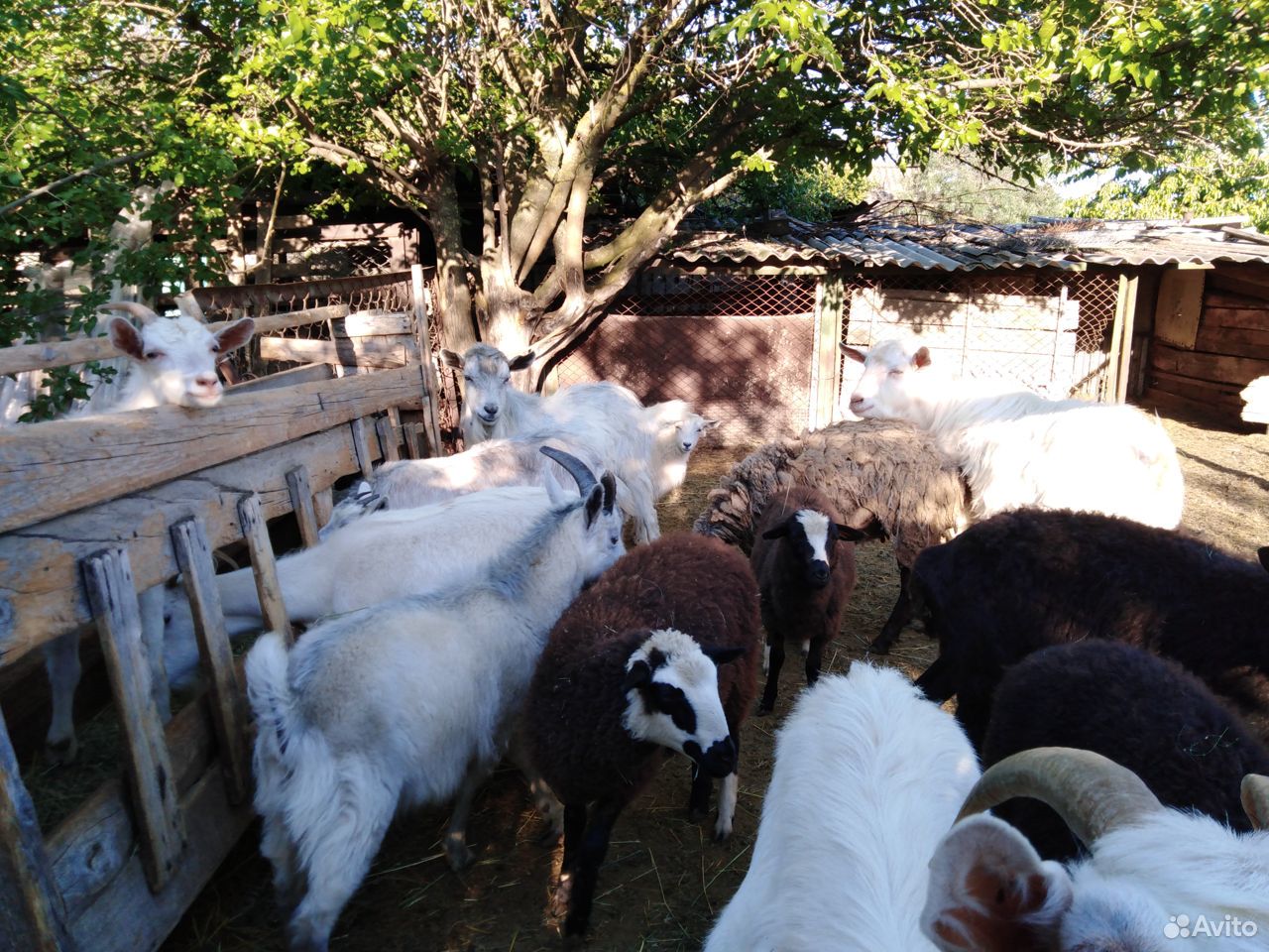 Козы,овцы купить на Зозу.ру - фотография № 3
