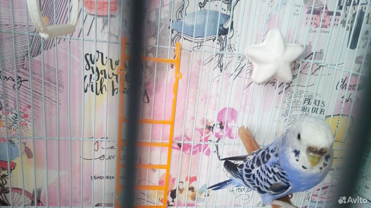 Волнистый попугай с клеткой купить на Зозу.ру - фотография № 2