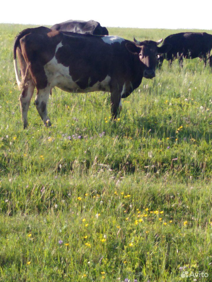 Корова 4 года купить на Зозу.ру - фотография № 1
