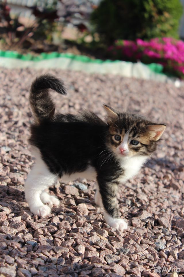 Милые пушистые котята купить на Зозу.ру - фотография № 9