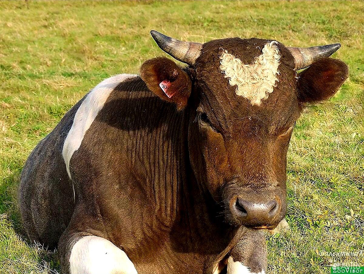 Халялное Мясо Бык телка коровы купить на Зозу.ру - фотография № 3