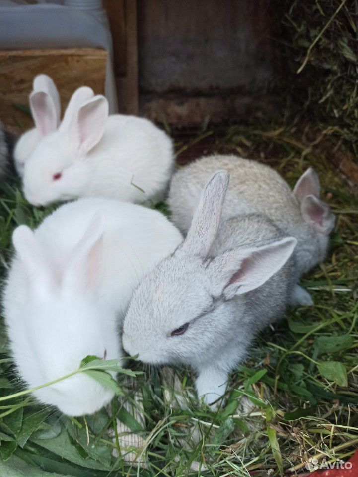 Крольчата.кролики купить на Зозу.ру - фотография № 2