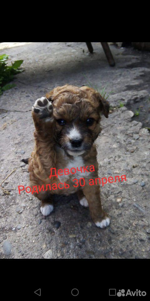 Собака Спаниель купить на Зозу.ру - фотография № 2