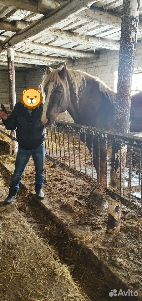 Лошадь Тяжеловоз купить на Зозу.ру - фотография № 8