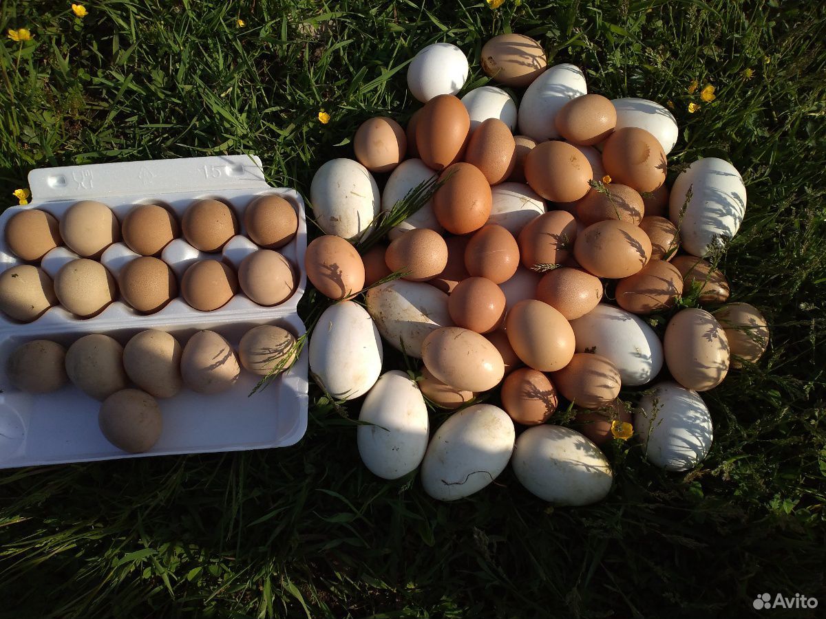 Цесариные яйца. Гусиные яйца. Курица трава яйца. Купить гусиное яйцо на авито