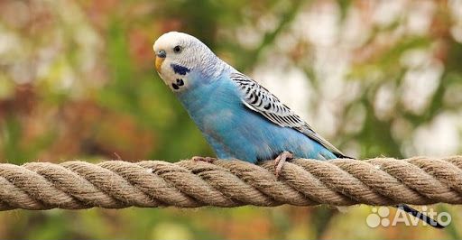 Волнистые попугайчики и голуби на свадьбу купить на Зозу.ру - фотография № 1