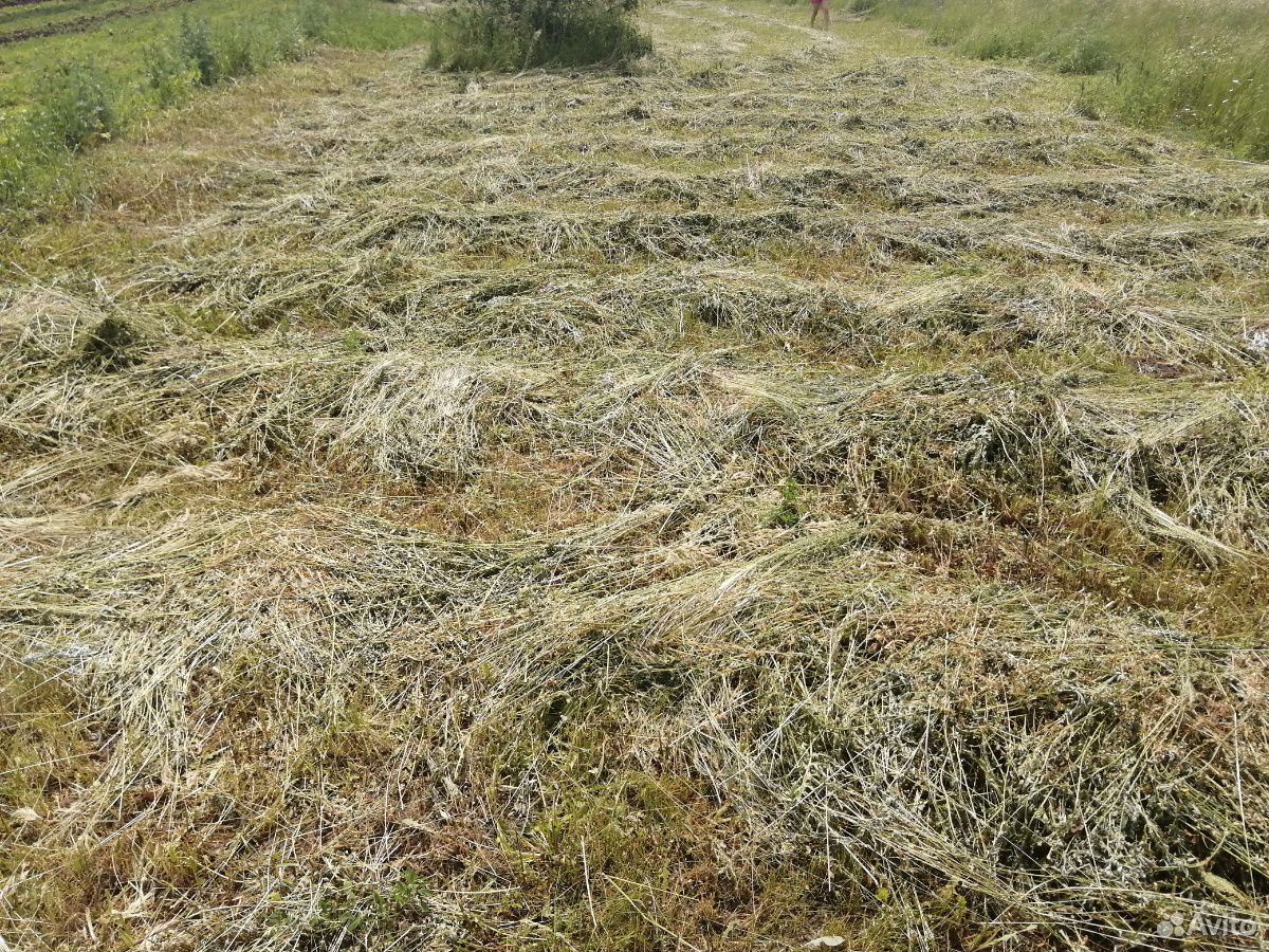 Трава скошенная, люцерна купить на Зозу.ру - фотография № 2