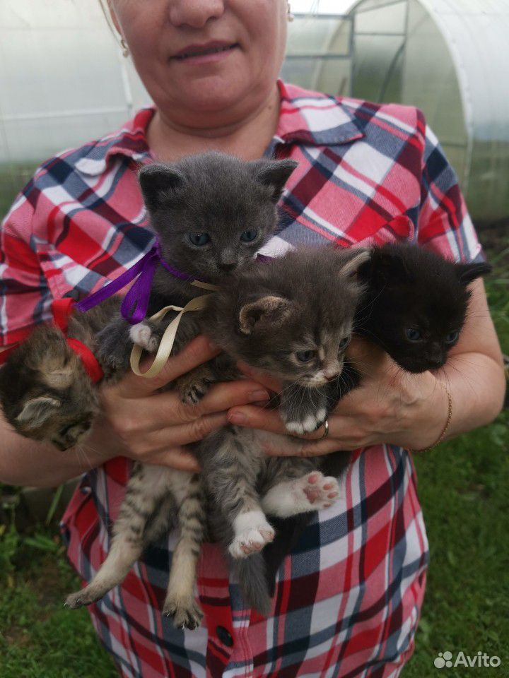 Красивые котятки ищут дом купить на Зозу.ру - фотография № 4