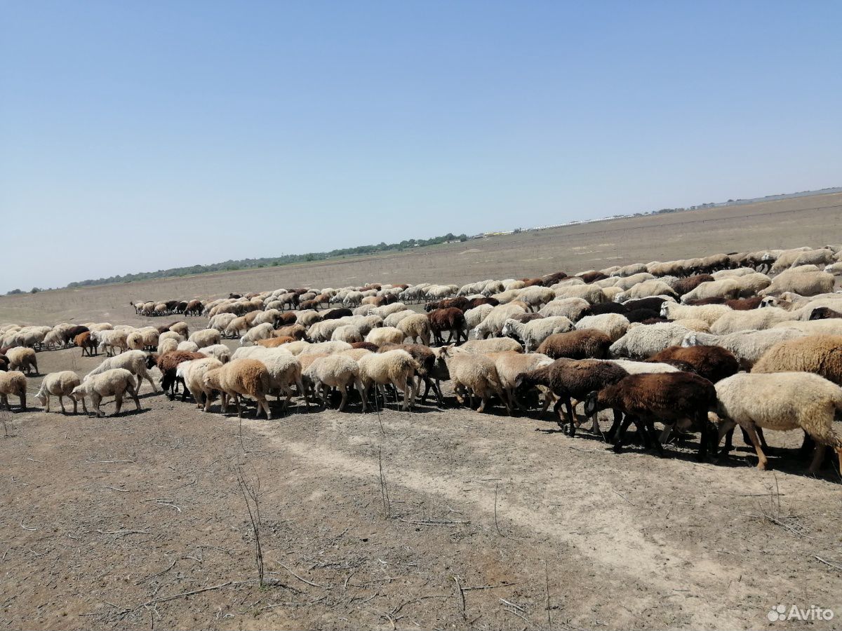 Овцы ягнята зимние на выбор купить на Зозу.ру - фотография № 5