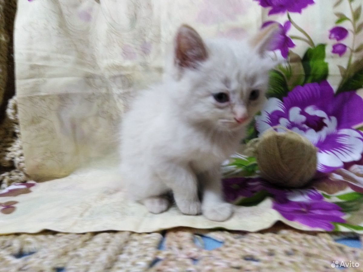 Белый котенок купить на Зозу.ру - фотография № 4