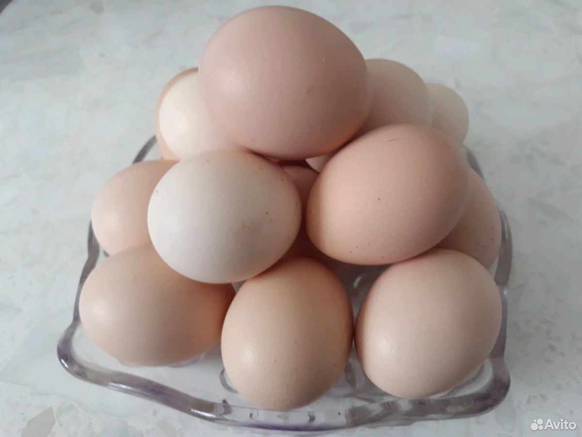 Яйцо инкубационное Кучинская юбилейная купить на Зозу.ру - фотография № 1