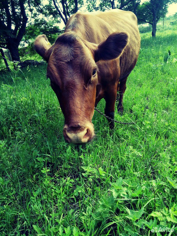 Корова и бычок купить на Зозу.ру - фотография № 4