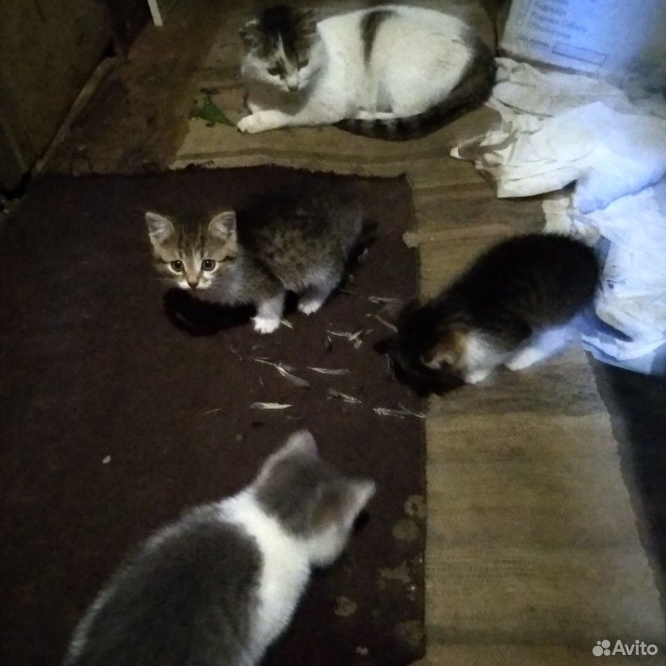 Котята купить на Зозу.ру - фотография № 3