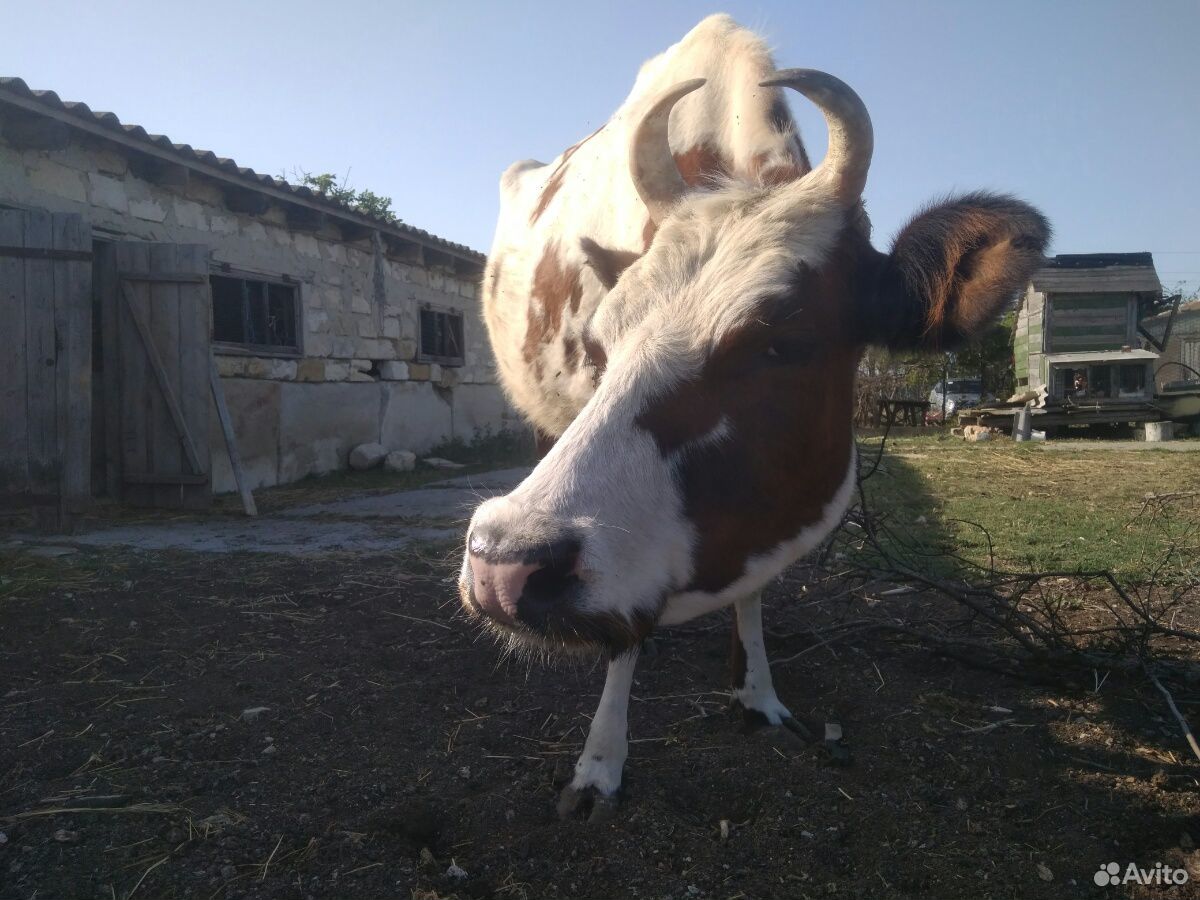 Корова молочная, бычок, телочки, козы, барашки купить на Зозу.ру - фотография № 1