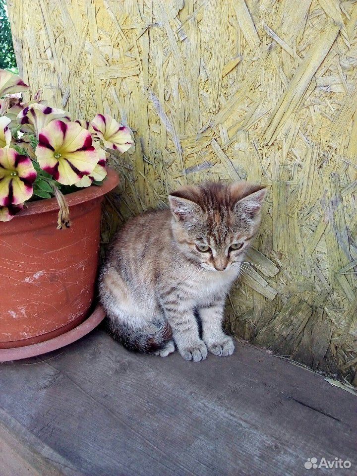 Кот и кошка купить на Зозу.ру - фотография № 4