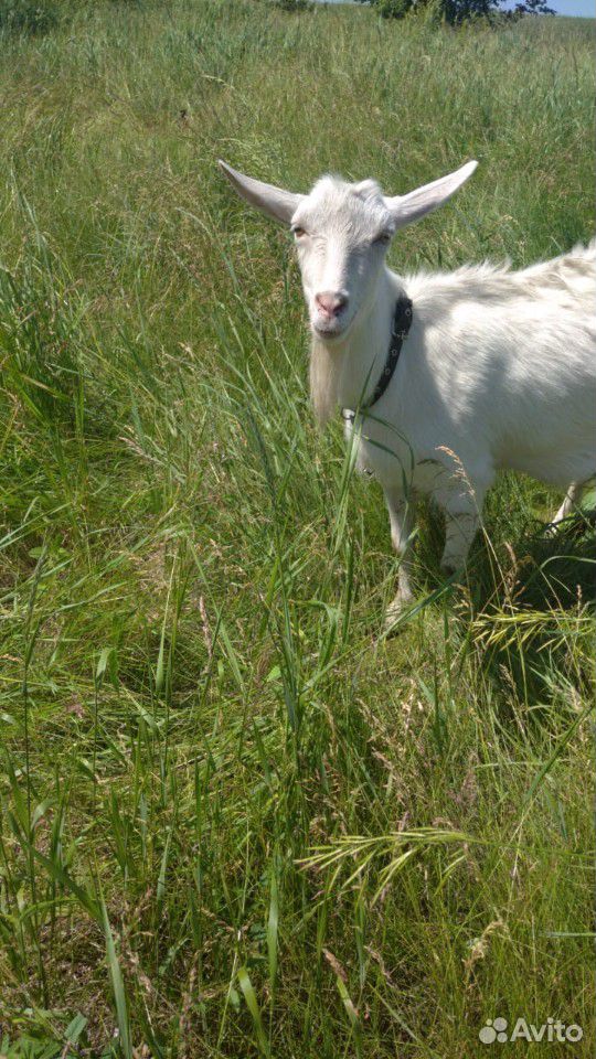Продам двух дойных коз и козочку два месяца купить на Зозу.ру - фотография № 6