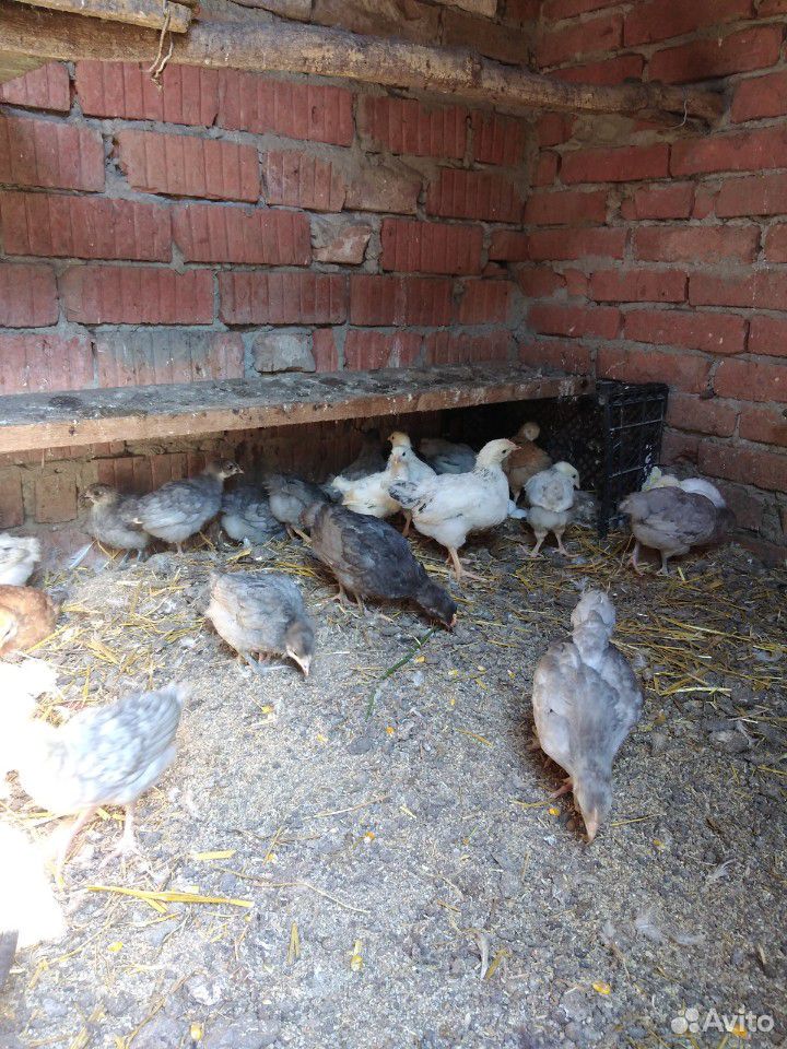 Цыплята подрощенные 3-3.5 мес купить на Зозу.ру - фотография № 4