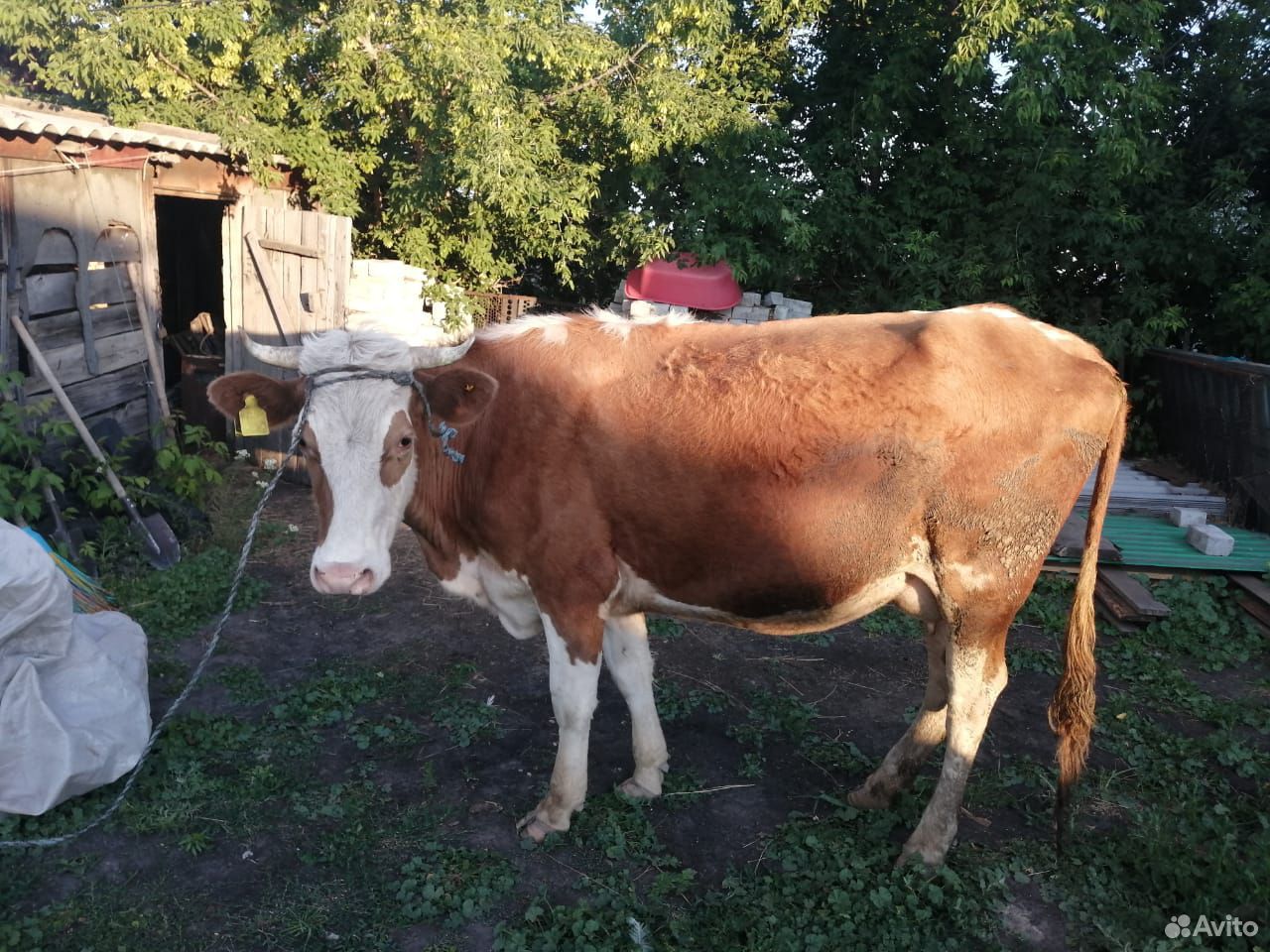 Продам корову купить на Зозу.ру - фотография № 5