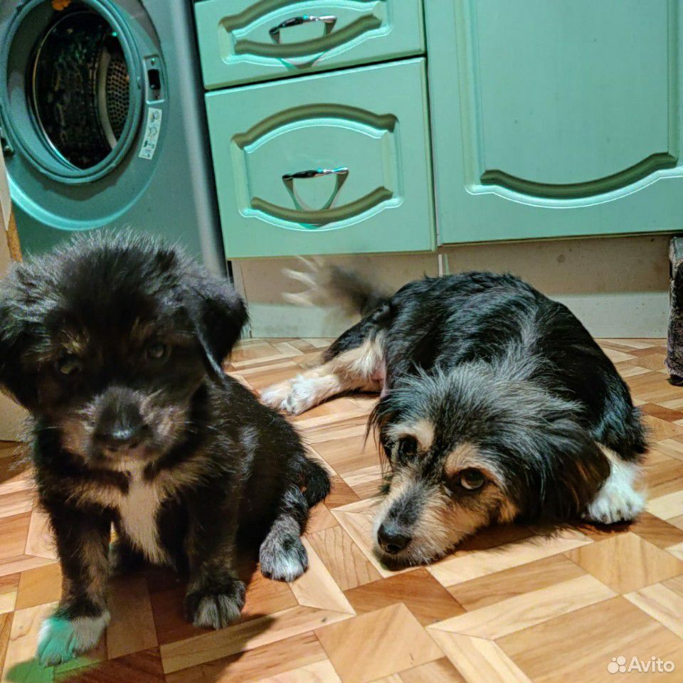 Собаки ищут заботливых родителей купить на Зозу.ру - фотография № 6