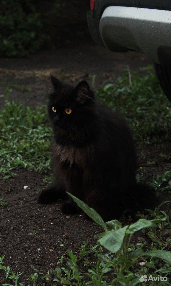 Кот(или кошка) купить на Зозу.ру - фотография № 1