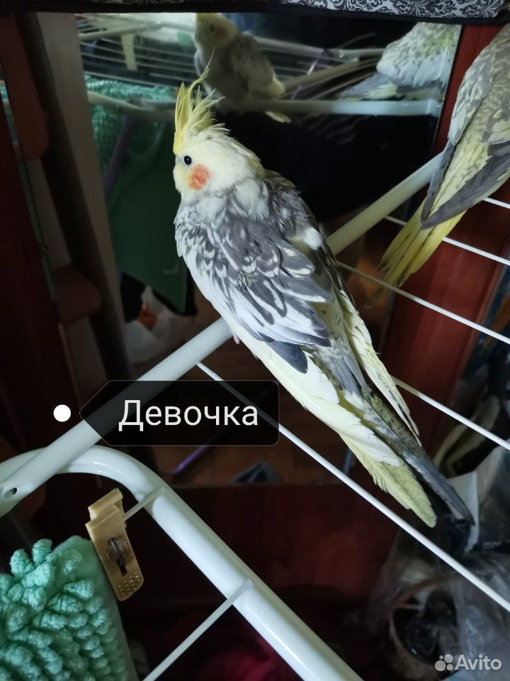 Попугаи Кореллы купить на Зозу.ру - фотография № 4